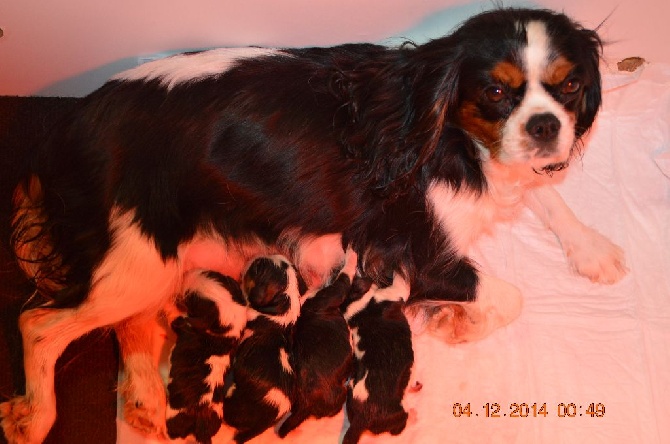 Du destin d'un petit roi - Les bébés d'HASHLEY BROOKE sont nés