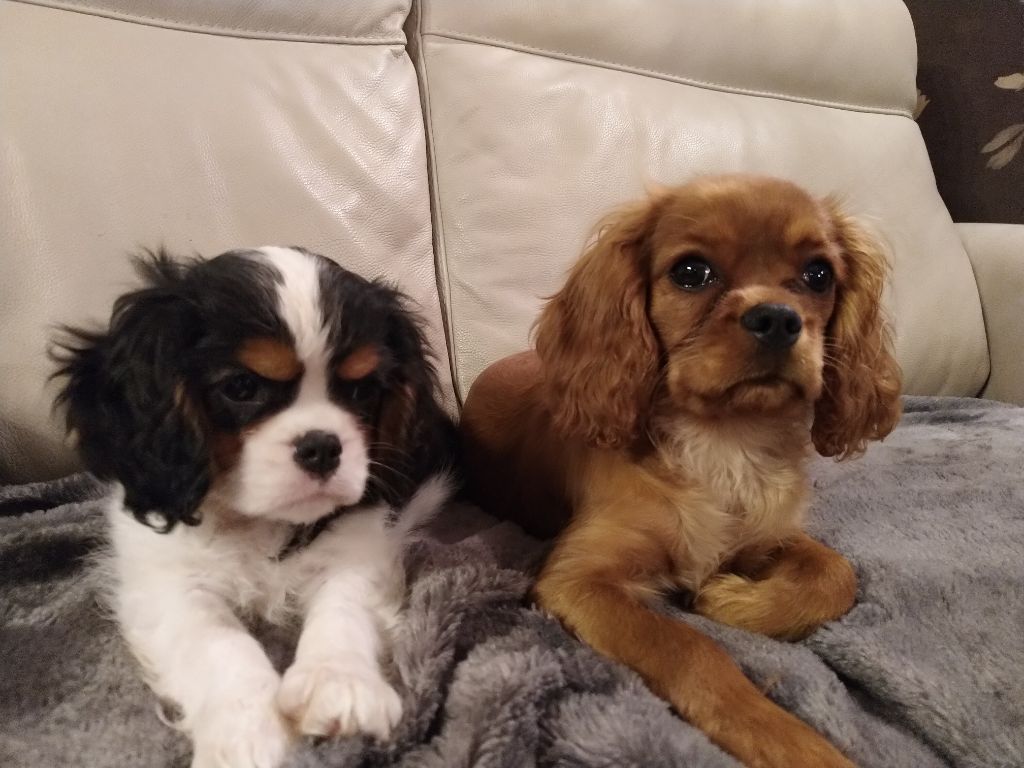 Du destin d'un petit roi - OCEANE ET O'HARRA SCARLETT regardent  la TV !