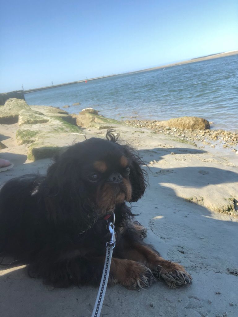 Du destin d'un petit roi - PRADA profite de la plage dans le Nord !