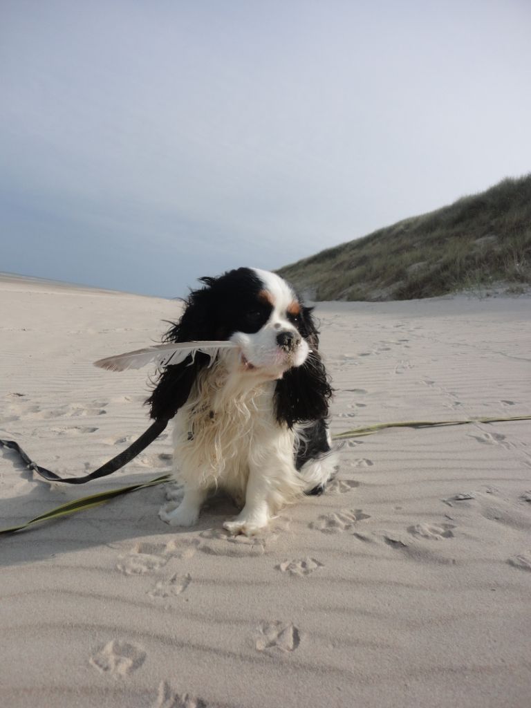 Du destin d'un petit roi - NILS sur la plage !