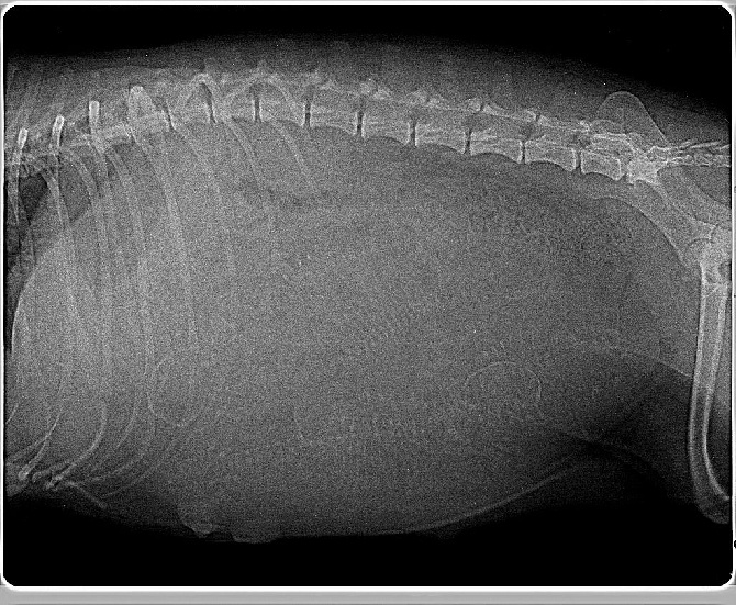 Du destin d'un petit roi - Bébés attendus vers le 3 Décembre 2014