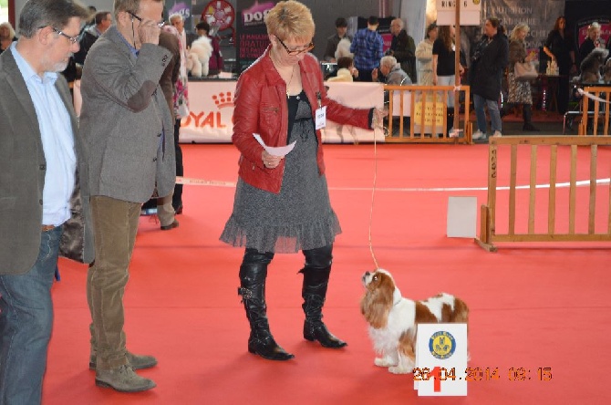 Du destin d'un petit roi - AMIENS - 26 AVRIL 2014 - EXPOSITION CANINE INTERNATIONALE