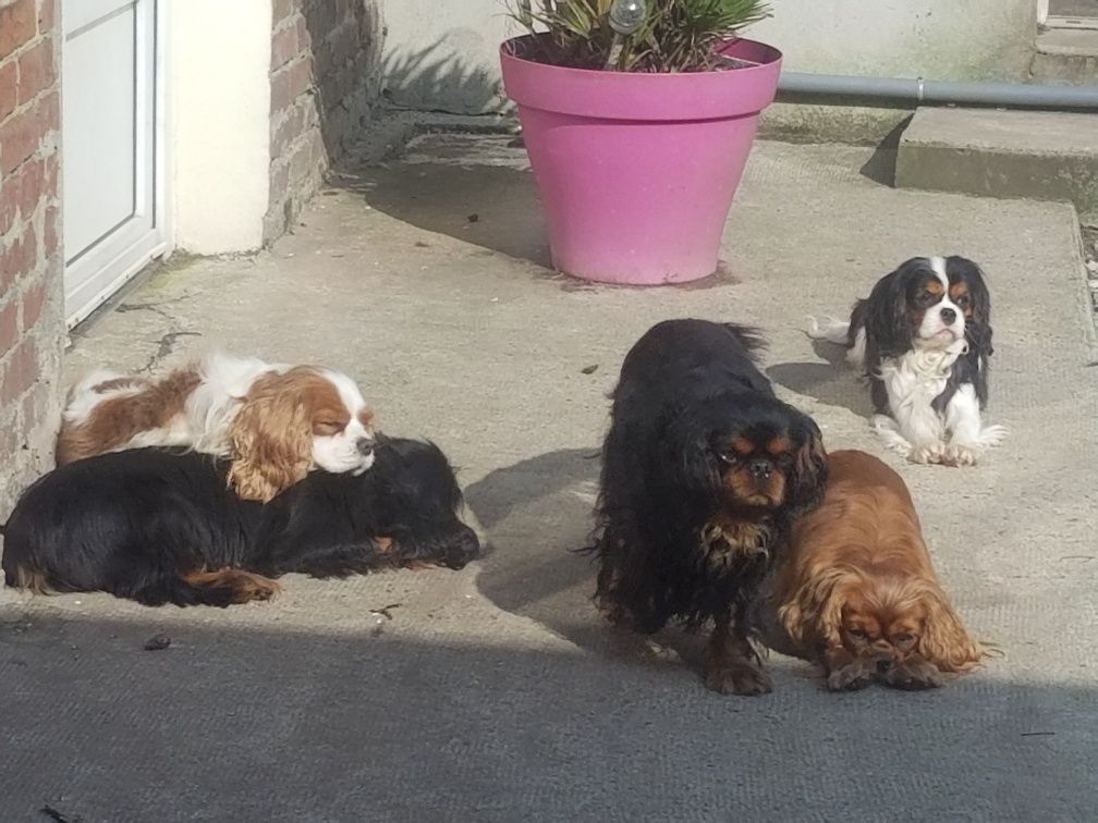 Du destin d'un petit roi - Sieste au soleil ! GALANT BOY et ses copains Cavaliers King Charles