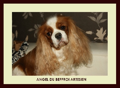 Du destin d'un petit roi - ANGEL : 7 ans déjà