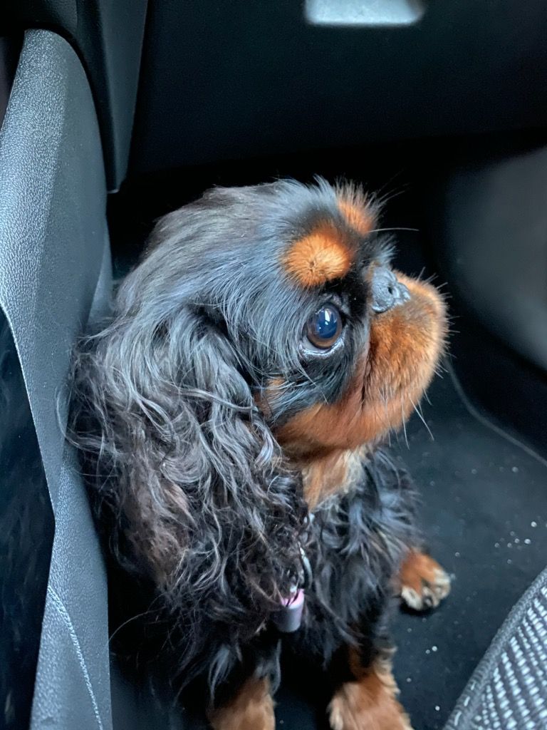 Du destin d'un petit roi - PRADA, promenade en voiture !