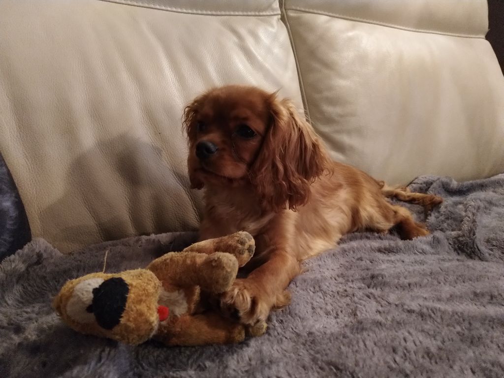 Du destin d'un petit roi - O'HARRA SCARLETT avec son doudou !