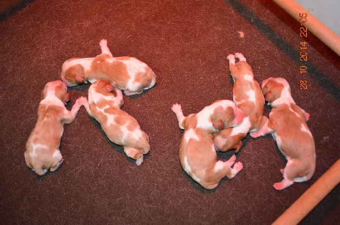 Du destin d'un petit roi - Les bébés sont arrivés.....