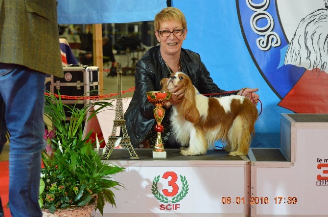 Du destin d'un petit roi - PARIS DOG SHOW LE 8 JANVIER 2016