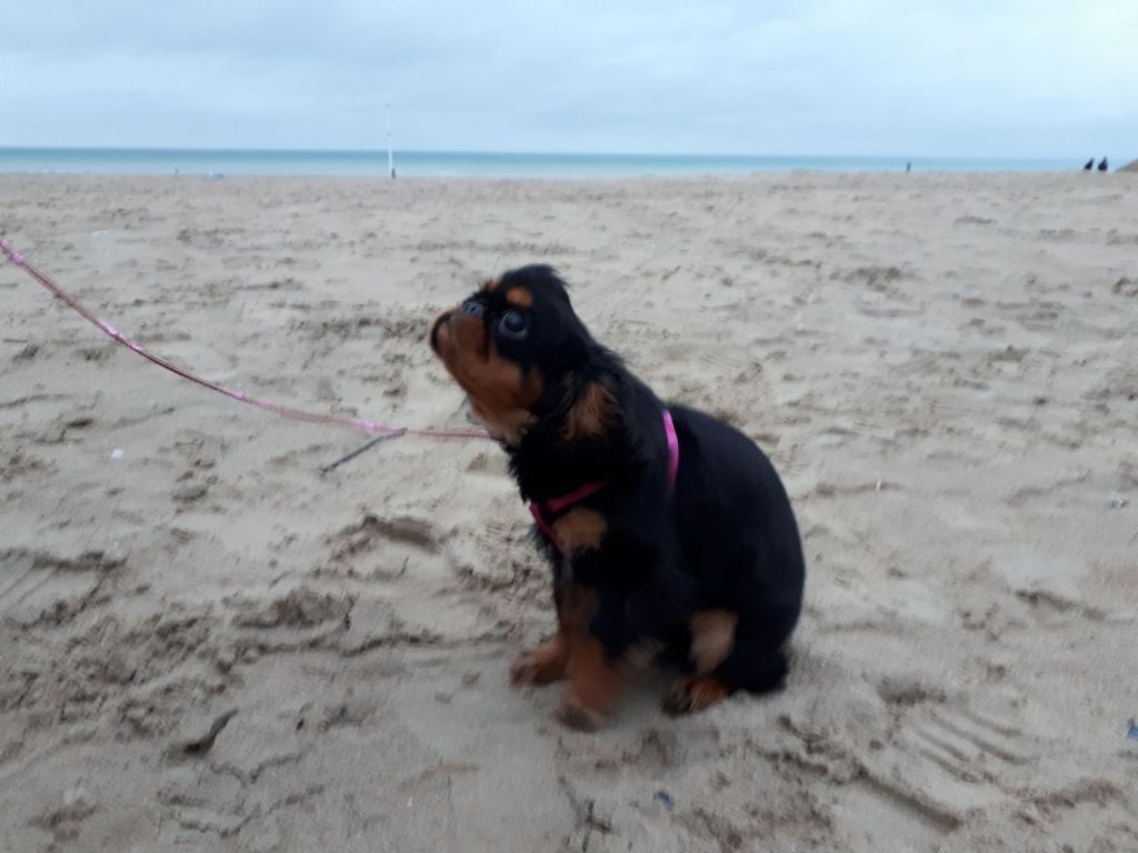 Du destin d'un petit roi - OLIE se ballade sur  la plage de la Panne ! (En Belgique) 2/12/2018