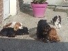  - Sieste au soleil ! GALANT BOY et ses copains Cavaliers King Charles