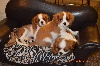  - 3 MALES BLENHEIM DISPONIBLES