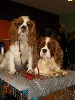  - SALON DE L'ANIMAL AU LYCEE PRIVE LE DRUET A BUCQUOY