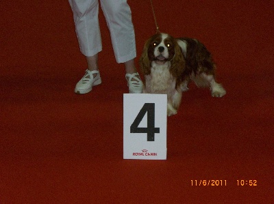 Du destin d'un petit roi - DOUAI 2011 Exposition canine nationale Spéciale de race