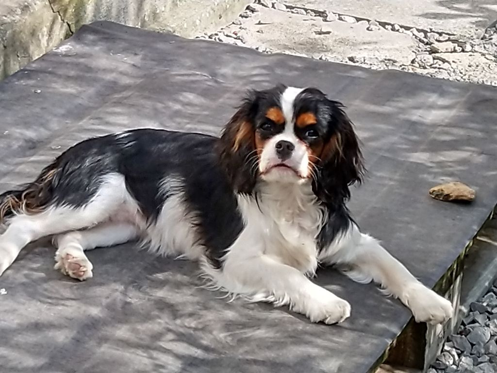 Du destin d'un petit roi - OCEANE prend un bain de soleil !