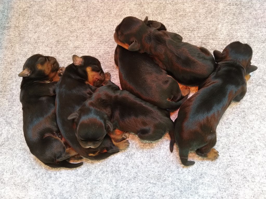 Du destin d'un petit roi - Les bébés King Charles de MINERVE sont nés !