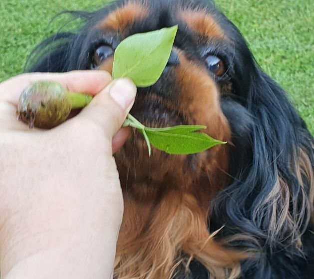 Du destin d'un petit roi - LENNY , on ne mange pas les poires !