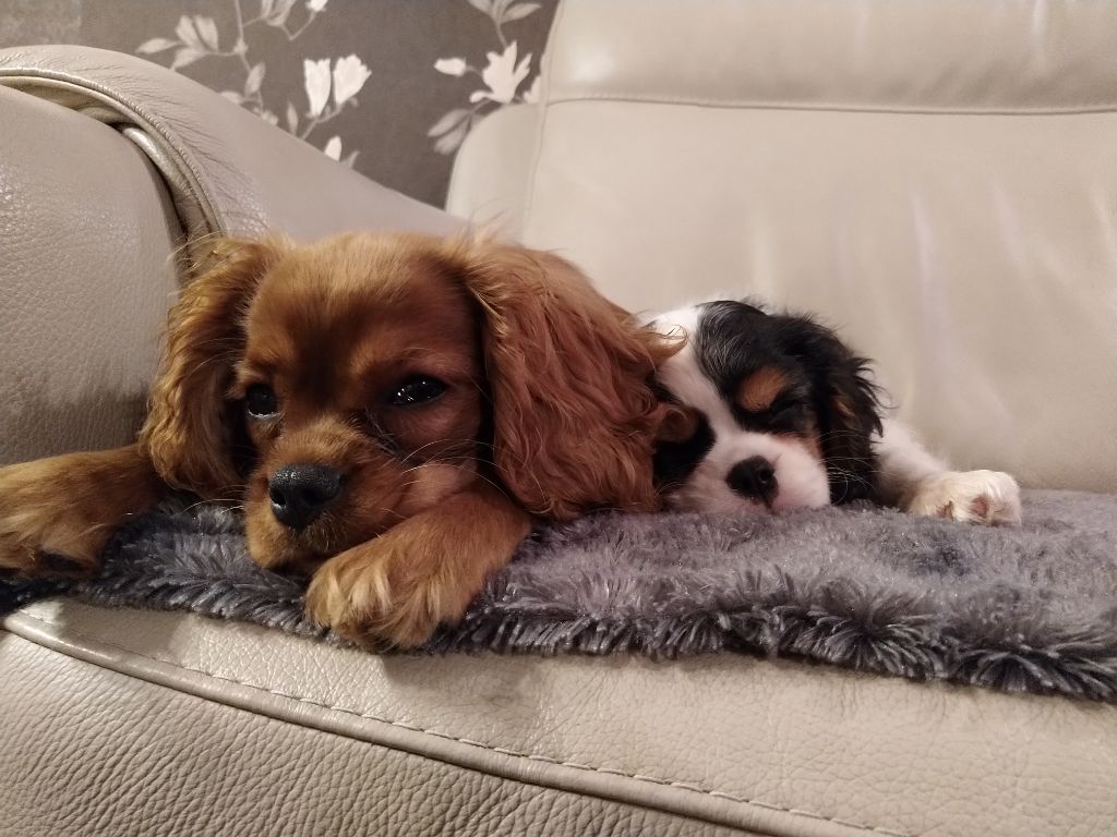 Du destin d'un petit roi - Petit repos bien mérité pour O'HARRA SCARLETT et OCEANE !