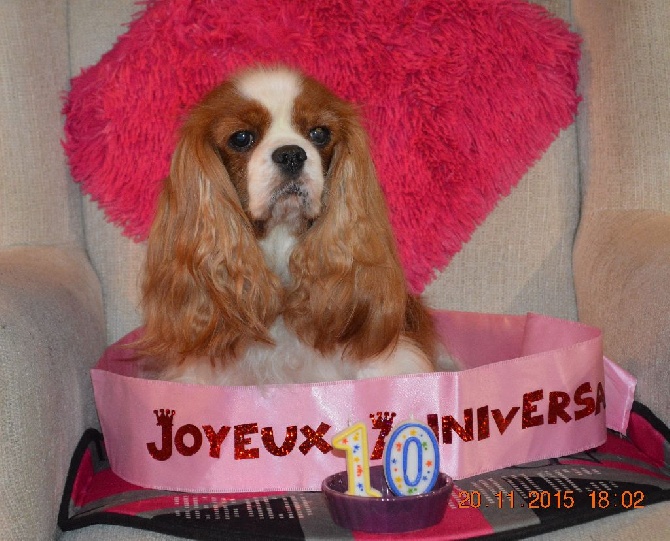 Du destin d'un petit roi - Notre doyenne ANGEL fête ses 10 ans