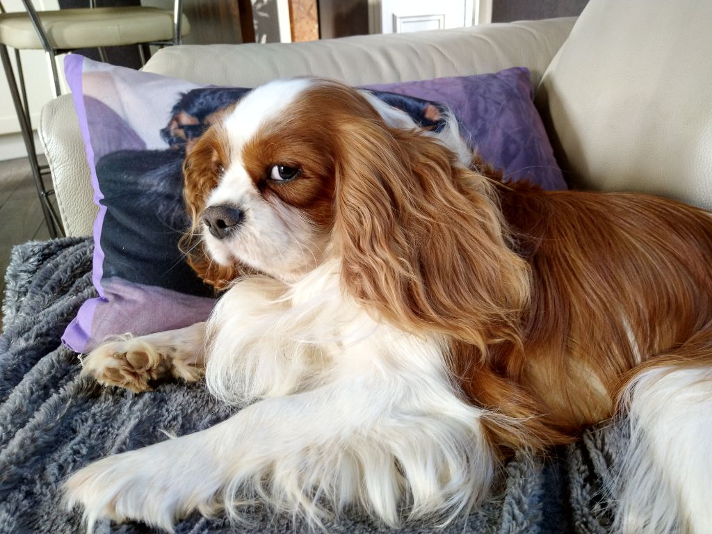 Du destin d'un petit roi - MORNING regarde la TV avec nous ! 