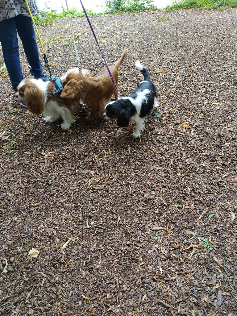 Du destin d'un petit roi - Promenade ce matin pour OCEANE, O'HARRA SCARLETT et MORNING.