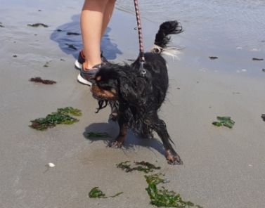 Du destin d'un petit roi - PATTON : promenade au bord de la mer !