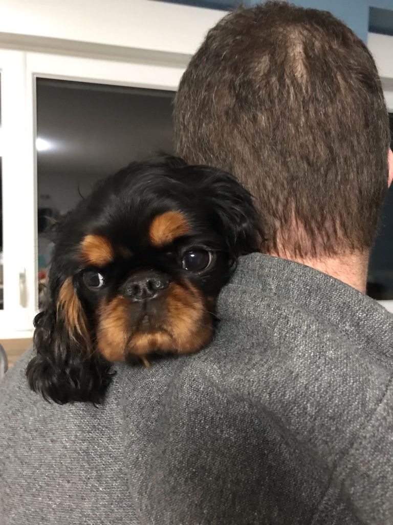 Du destin d'un petit roi - PRADA fait un gros calin !