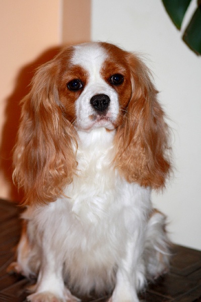 Eternity summer Du destin d'un petit roi