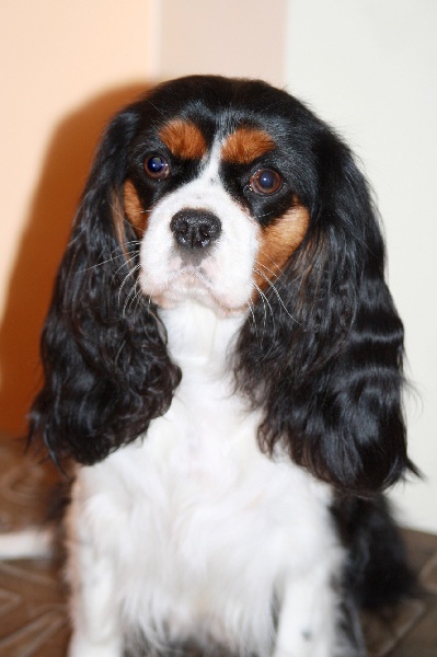 Divine eden Du destin d'un petit roi