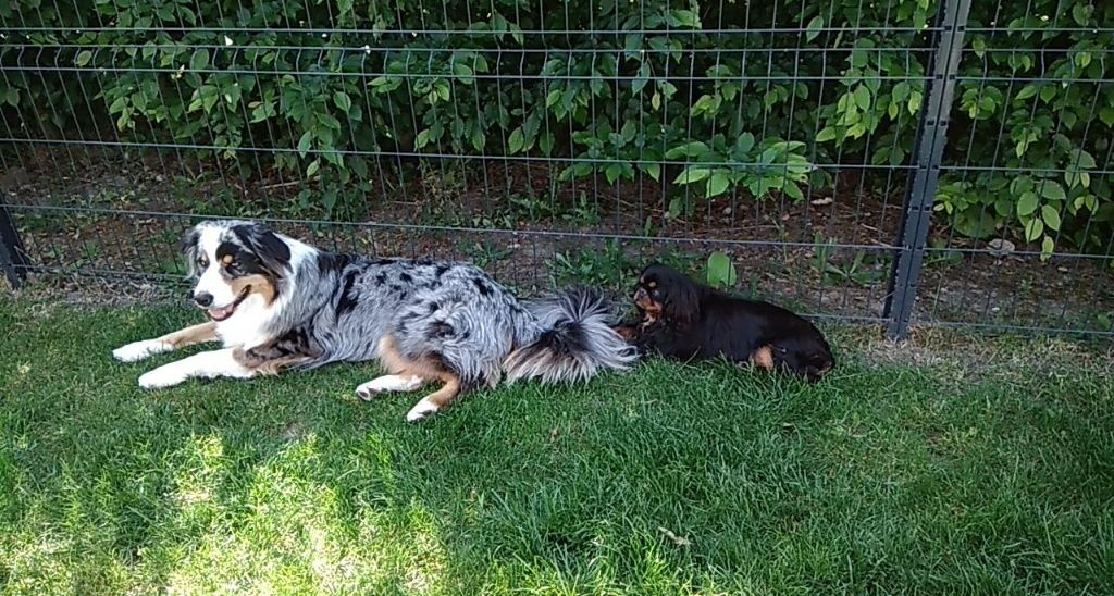 Du destin d'un petit roi - Accueil de PATTON dans sa nouvelle famille !