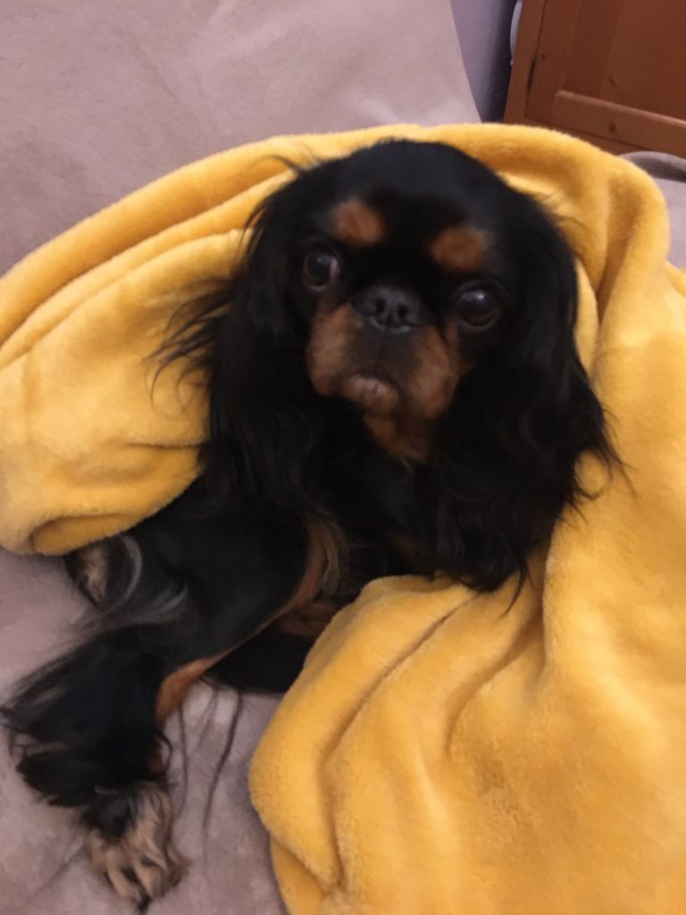 Du destin d'un petit roi - Photo de la jolie PURDEY !
