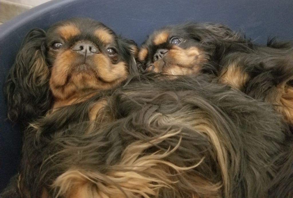 Une très jolie photo de nos KING CHARLES : Galant Boy et Minerve 