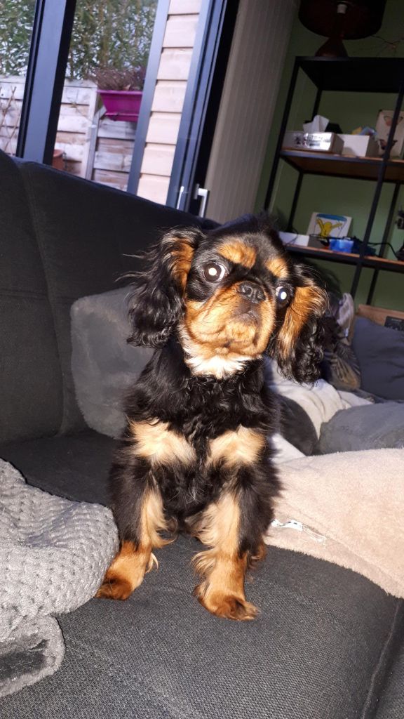 Du destin d'un petit roi - Petit coucou d'OLIE !