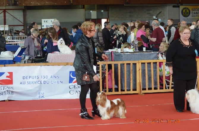 Du destin d'un petit roi - 30 AVRIL 2016 : EXPOSITION CANINE INTERNATIONALE AMIENS