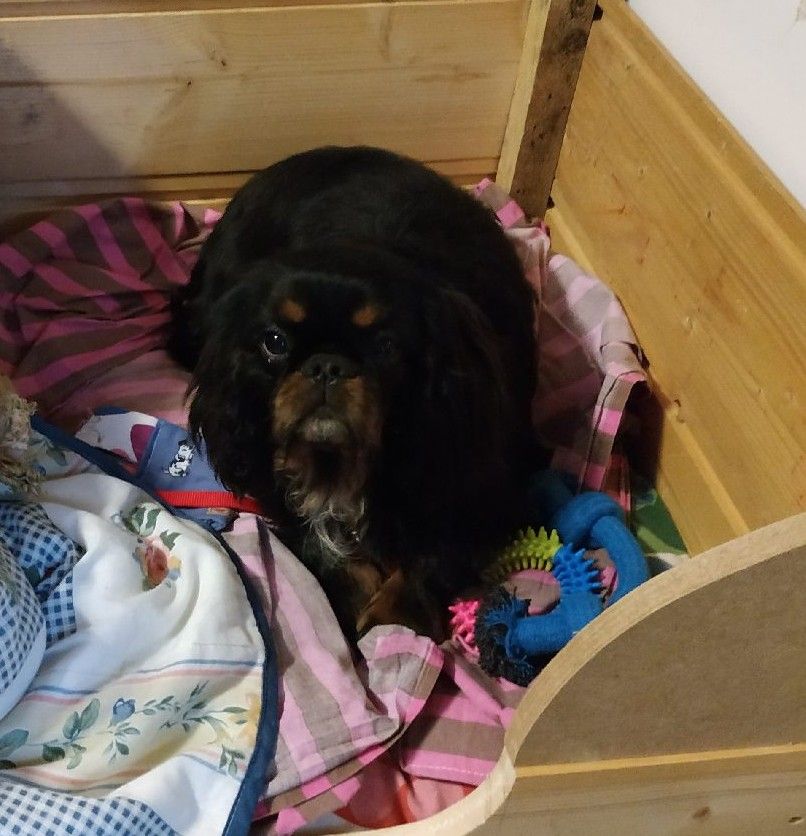 Du destin d'un petit roi - Accueil de POGO dans sa nouvelle famille !