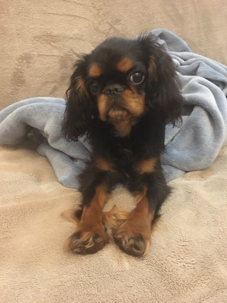 Du destin d'un petit roi - Belle photo de PURDEY !