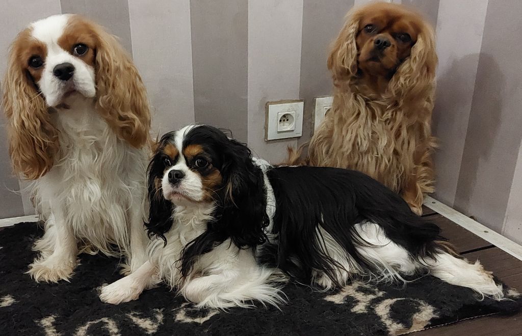 Nos Cavaliers King Charles !  Belle photo de tous les 3 .