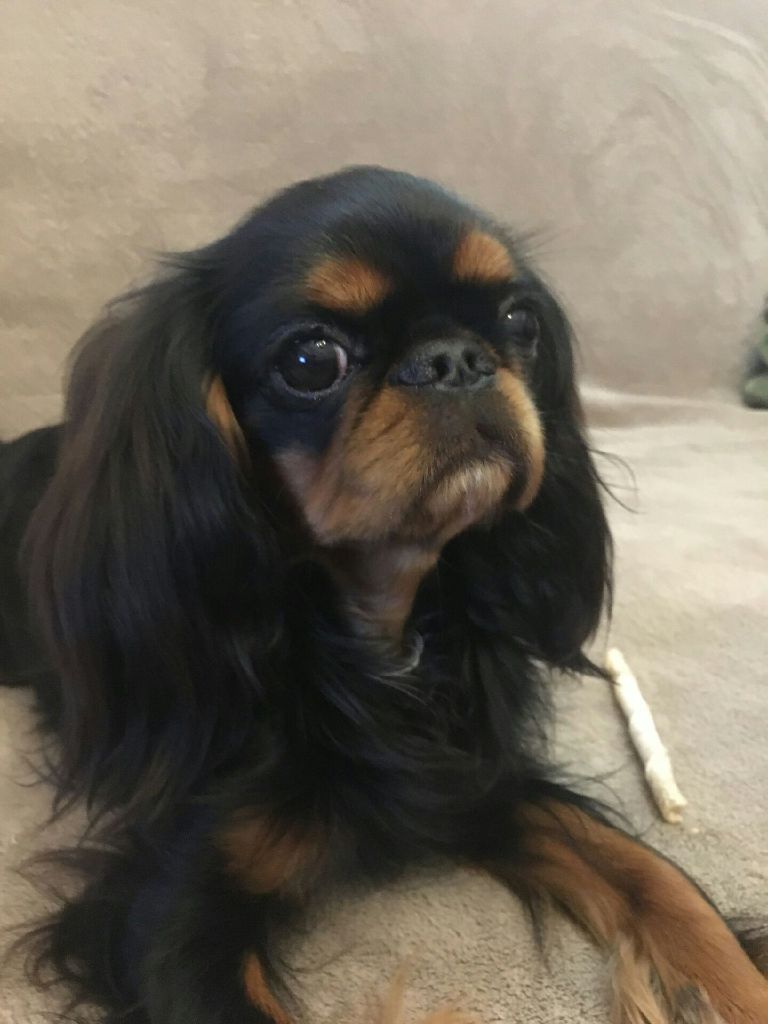 Du destin d'un petit roi - La jolie PURDEY a bien grandi !