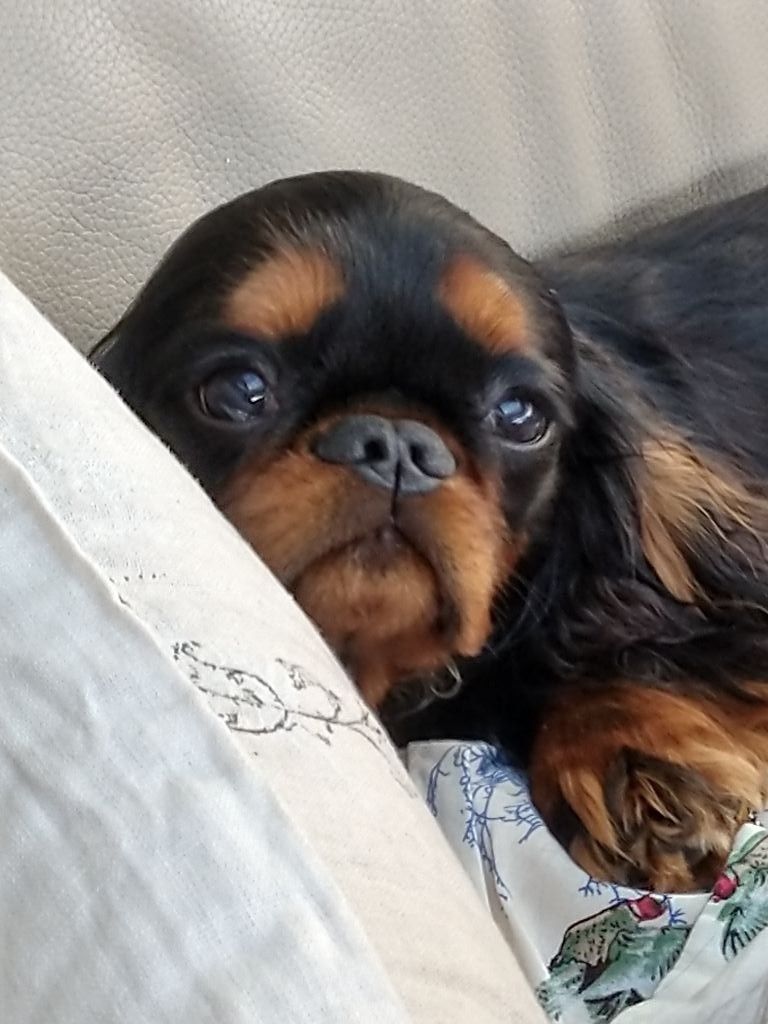 Du destin d'un petit roi - Accueil de PITCH dans sa nouvelle famille !