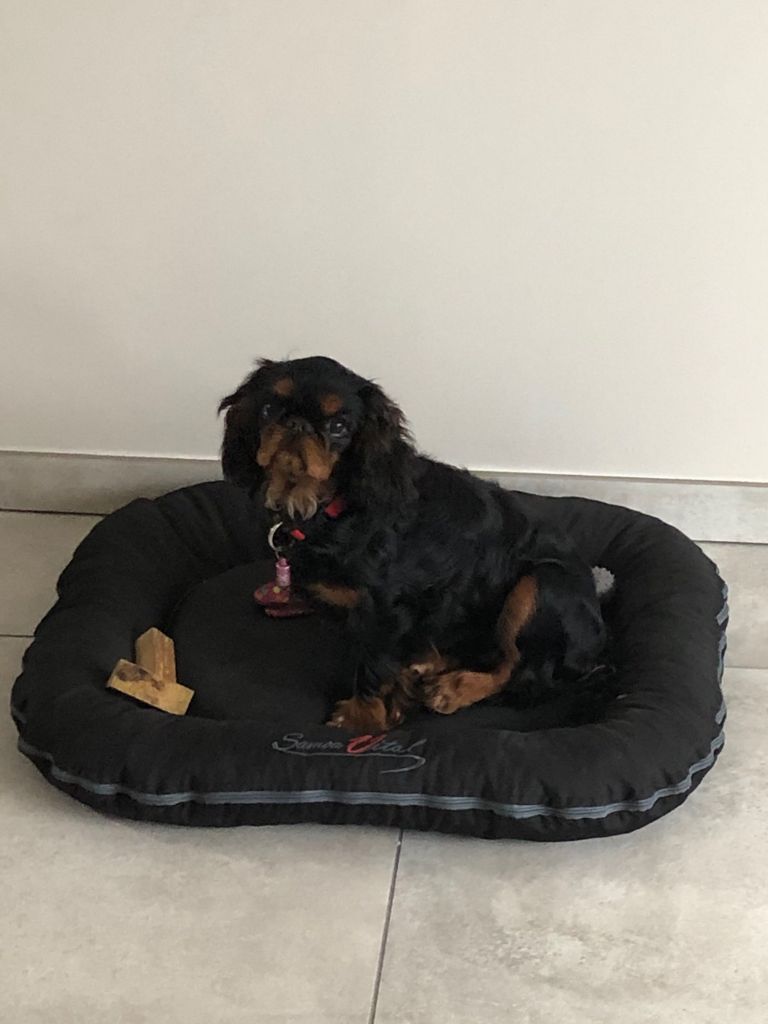 Du destin d'un petit roi - PRADA pause pour la photo !