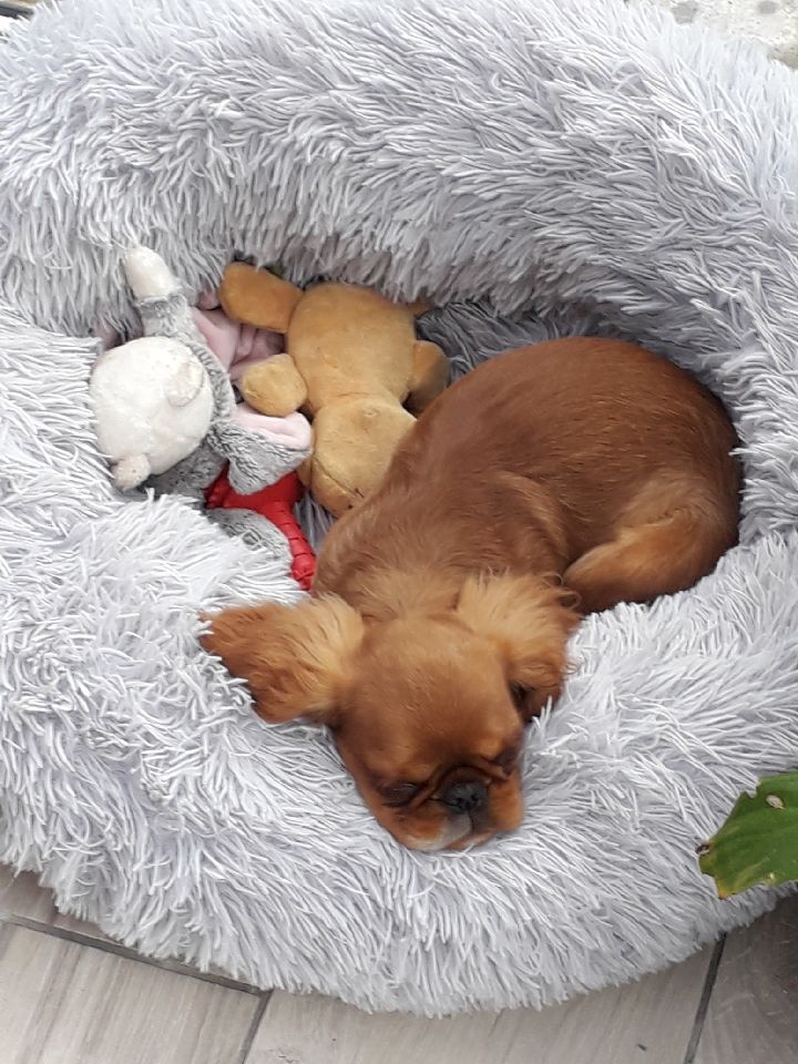 Du destin d'un petit roi - Petit repos pour POUKIE !