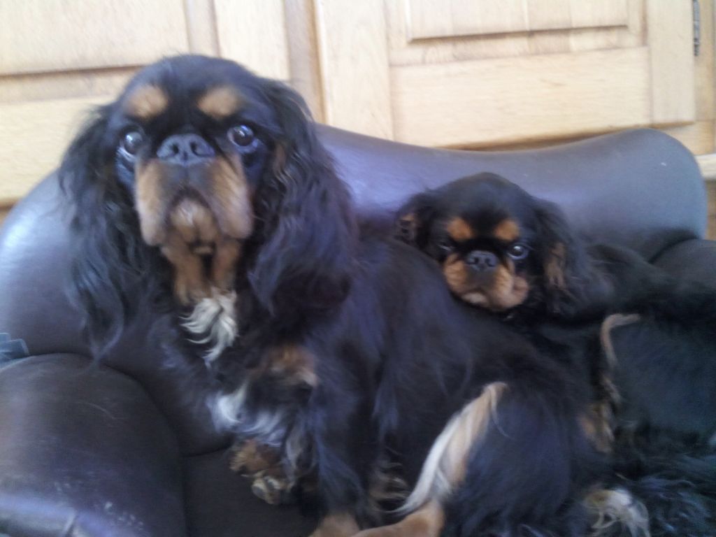 Du destin d'un petit roi - Petite photo de MINERVE et MATHILDA !