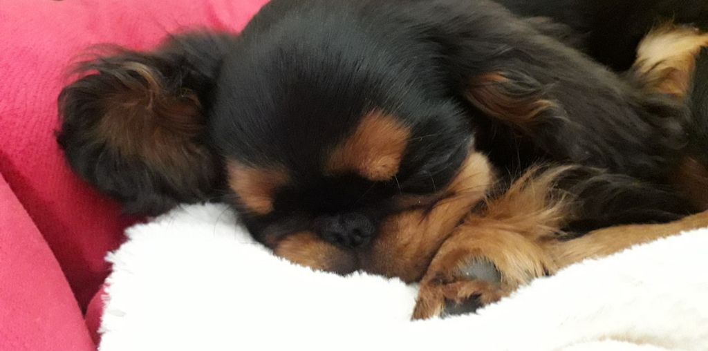 Du destin d'un petit roi - PLUME en plein repos !