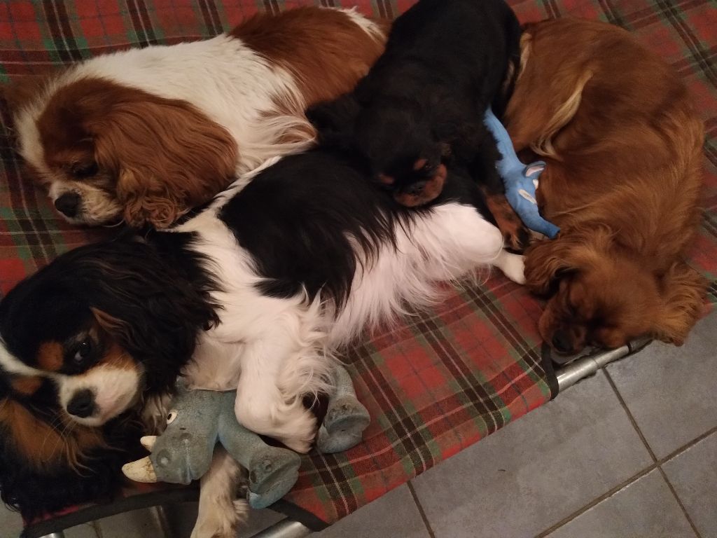Du destin d'un petit roi - Un des bébés qui dort avec les Cavaliers Kings Charles !