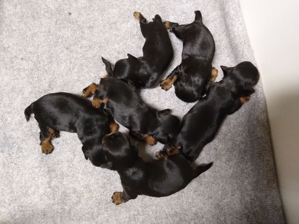 Du destin d'un petit roi - Les 6 bébés de MINERVE ouvrent les yeux !
