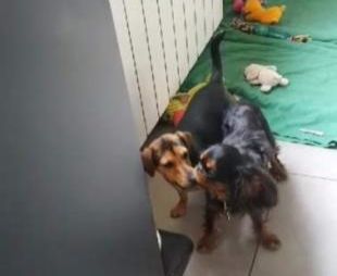 Du destin d'un petit roi - Beaucoup de tendresse entre PLUME et son copain !