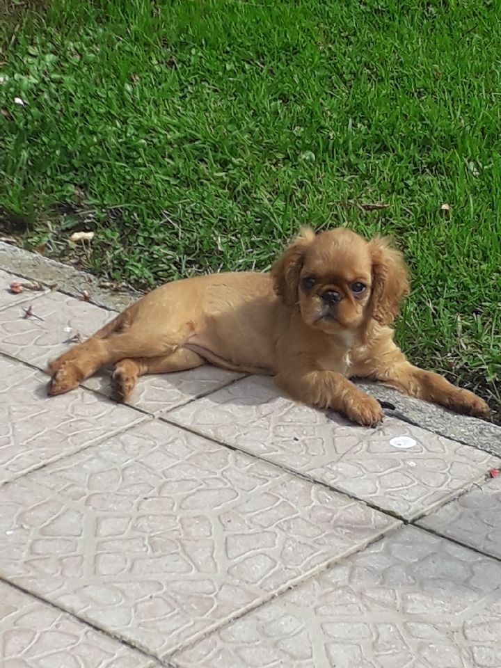Du destin d'un petit roi - Accueil de petite POUKIE dans sa nouvelle famille !