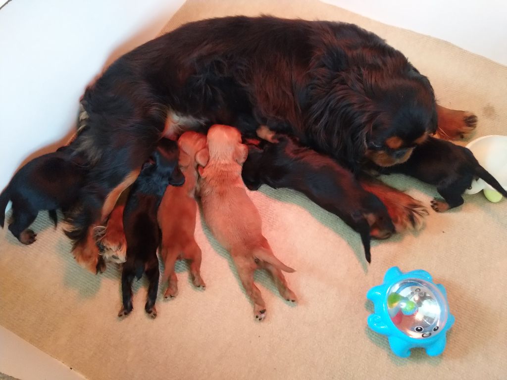 Du destin d'un petit roi - MATHILDA et ses bébés !