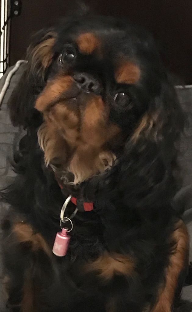 Du destin d'un petit roi - Une jolie photo de PRADA !