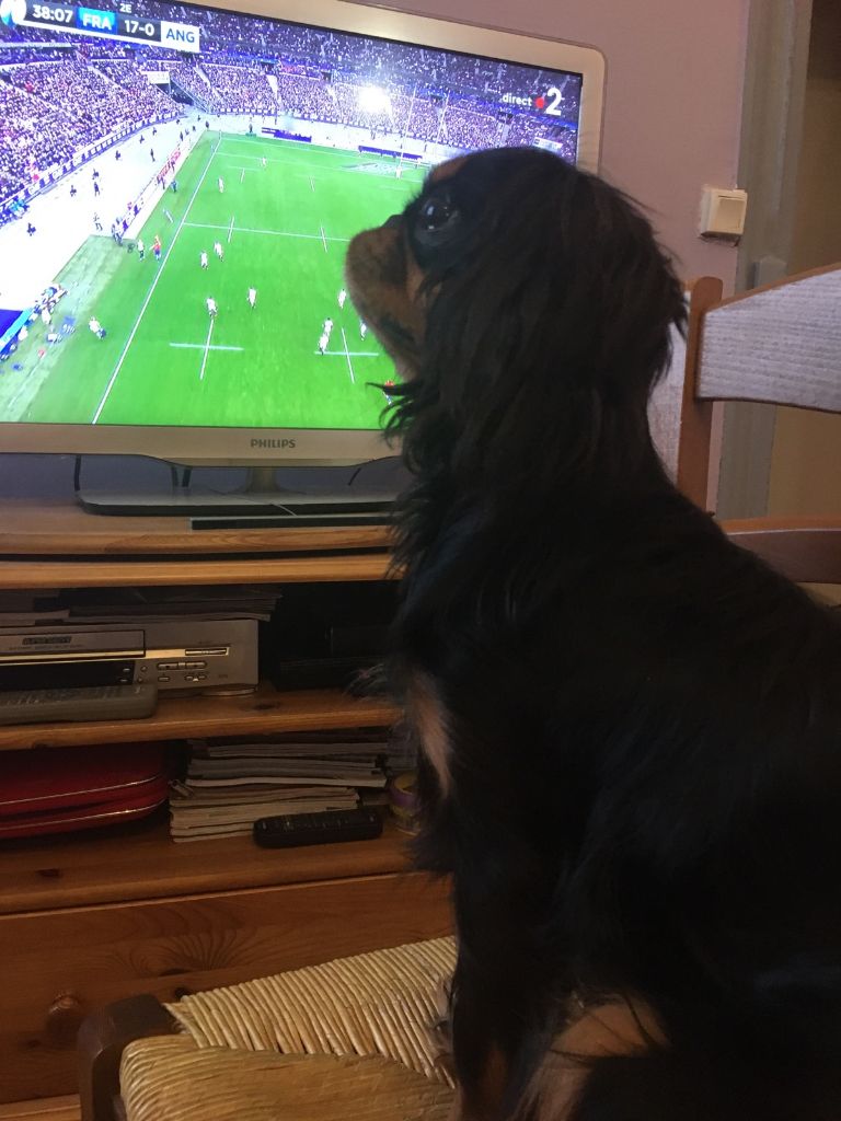 Du destin d'un petit roi - PURDEY a suivi de près le match de rugby dimanche dernier !