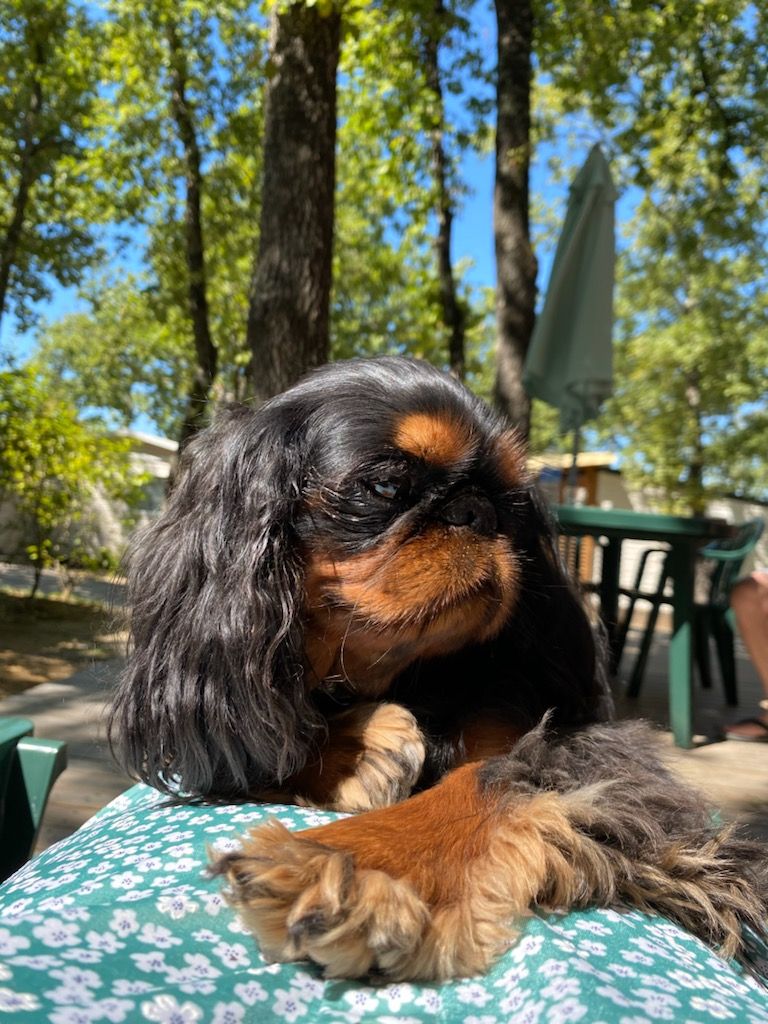Du destin d'un petit roi - Photo de PRADA en Ardèche !
